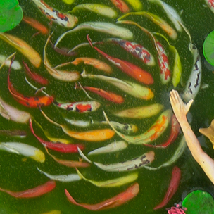 Koi
